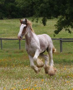 A21C1047 Clydesdale Stallion, Horse Feathers Farm, TX