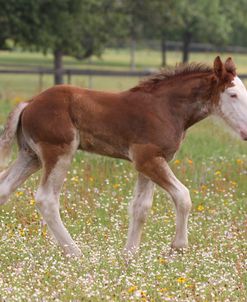 A21C0842 Clydesdale Foal, Horse Feathers Farm, TX