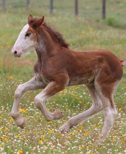 A21C0855 Clydesdale Foal, Horse Feathers Farm, TX