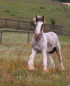 A21C0919 Clydesdale Stallion, Horse Feathers Farm, TX