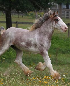 A21C0935 Clydesdale Stallion, Horse Feathers Farm, TX