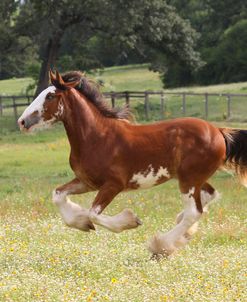 A21C1183 Clydesdale, Horse Feathers Farm, TX