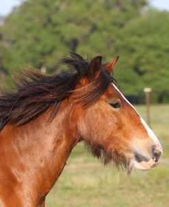 A21C1476 Clydesdale Youngster, Briar Patch Farm, FL