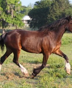 A21C1490 Clydesdale Youngster, Briar Patch Farm, FL