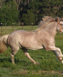 A21C1515 Clydesdale Youngster, Briar Patch Farm, FL