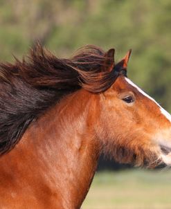 A21C1531 Clydesdale Youngster, Briar Patch Farm, FL