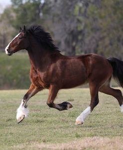 A21C4593 Clydesdale, Briar Patch Farm, FL