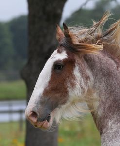 A21C1058 Clydesdale Stallion, Horse Feathers Farm, TX
