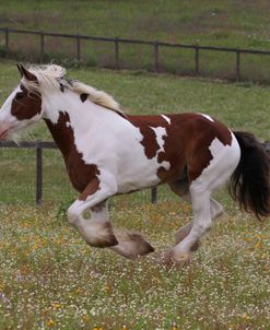 A21C1125 Clydesdale, Horse Feathers Farm, TX