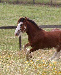 A21C1144 Clydesdale, Horse Feathers Farm, TX