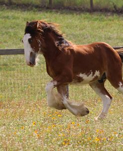 A21C1165 Clydesdale, Horse Feathers Farm, TX