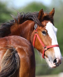 A21C8330 Clydesdale, 3R, TX