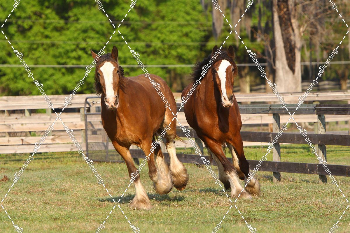 A21C9867 Clydesdales, Bluffview Clydesdales & Friesians, FL
