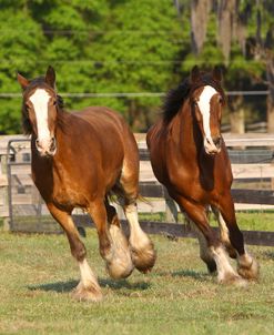 A21C9867 Clydesdales, Bluffview Clydesdales & Friesians, FL