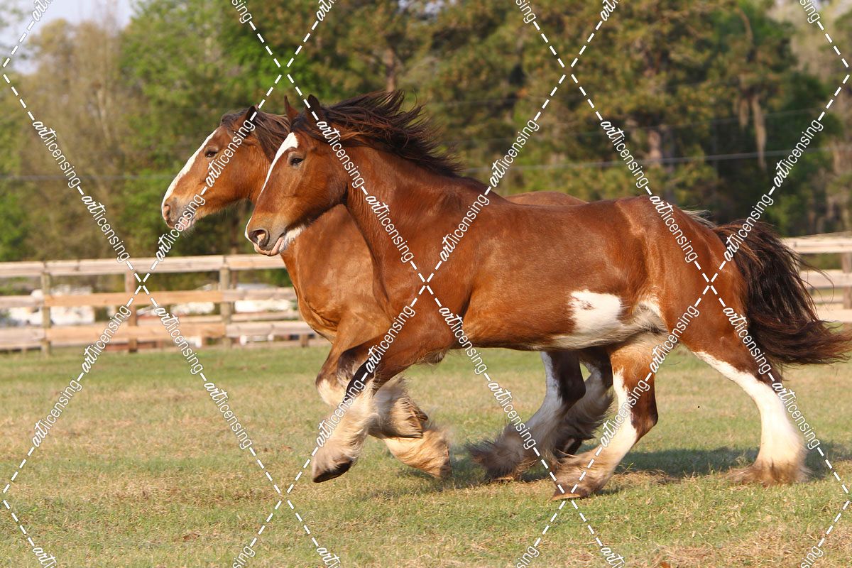 A21C9884 Clydesdales, Bluffview Clydesdales & Friesians, FL