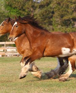 A21C9884 Clydesdales, Bluffview Clydesdales & Friesians, FL