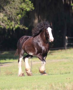 AV4C1949 Clydesdale Stallion – Biggs – Briar Patch Farm, FL