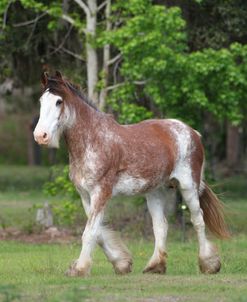 AV4C2031 Clydesdale Youngster, Briar Patch Farm, FL