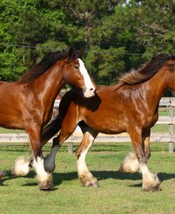 AV4C2912 Clydesdales, Bluffview Clydesdales & Friesians, FL
