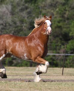 A21C8291 Clydesdale, 3R, TX