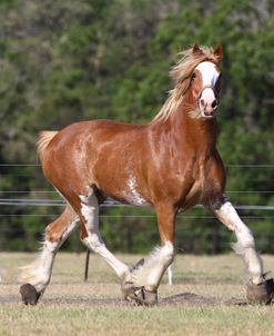 A21C8295 Clydesdale, 3R, TX