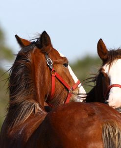 A21C8314 Mutual Grooming, Clydesdales, 3R, TX