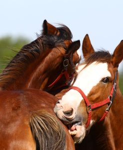 A21C8329 Mutual Grooming, Clydesdales, 3R, TX