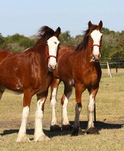 AV4C8085 Clydesdales,3R, TX