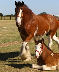 AV4C8158 Clydesdale Mare & Foal Resting, 3R, TX