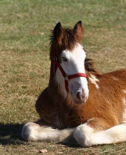 AV4C8165 Clydesdale Foal Resting, 3R, TX