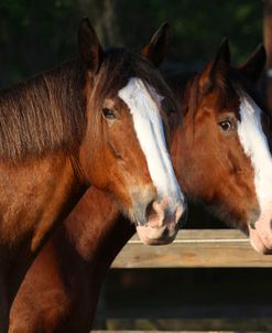 AV4C8823 Clydesdales, Bluffview Clydesdales & Friesians