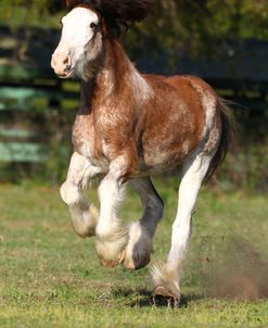 AV4C3387 Clydesdale – Odin – Owned By Victoria Marez, Flying Barabians, FL