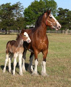 AV4C7916 Clydesdale Mare & Foal, 3R, TX