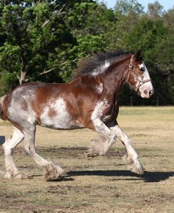 AV4C8009 Clydesdale, 3R, TX