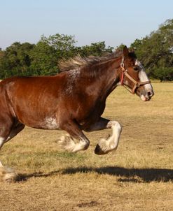 AV4C8047 Clydesdale, 3R, TX