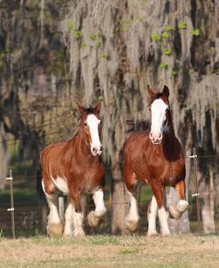 AV4C9301 Clydesdales, Briar Patch Farm, FL