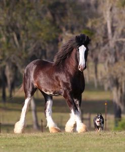 AV4C9352 Clydesdale, Briar Patch Farm, FL