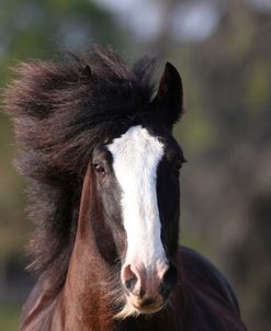 AV4C9377 Clydesdale, Briar Patch Farm, FL