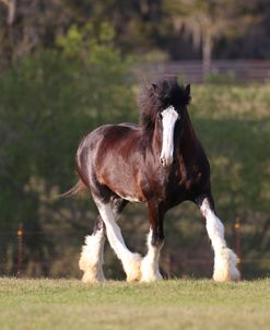 AV4C9408 Clydesdale, Briar Patch Farm, FL