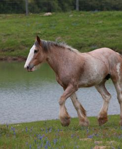 AY3V6007 Clydesdale, Horse Feathers Farm, TX