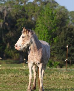 CQ2R0541 Clydesdale Youngster, Briar Patch Farm, FL