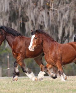 AV4C8990 Clydesdales, Briar Patch Farm, FL