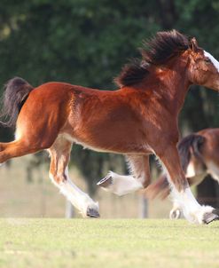 AV4C9049 Clydesdale, Briar Patch Farm, FL