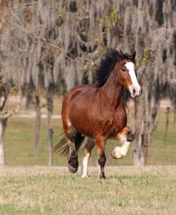 AV4C9122 Clydesdale, Briar Patch Farm, FL