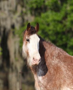 AV4C9259 Clydesdale, Briar Patch Farm, FL