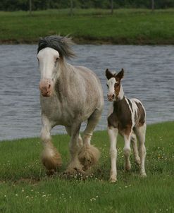 JQ4P0378 Clydesdale Mare – Laureli – & Drum Foal – Poppit – Horse Feathers Farm, TX