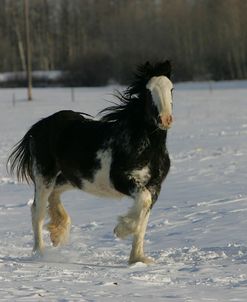 JQ4P7954 Clydesdale Youngster In Snow, Joseph Lake Clydesdales, AB