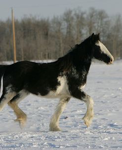 JQ4P7961 Clydesdale Youngster In Snow, Joseph Lake Clydesdales, AB