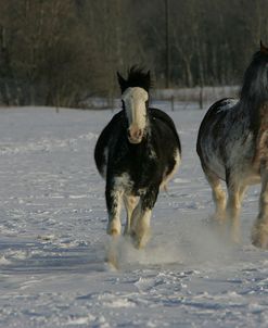 JQ4P7982 Clydesdales In Snow, Joseph Lake Clydesdales, AB