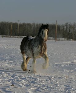 JQ4P8015 Clydesdale In Snow, Joseph Lake Clydesdales, AB
